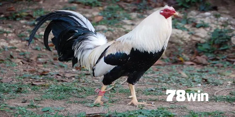 Top 5 Giống Gà Tre Đá Được Ưa Chuộng Nhất Việt Nam 2024 8 Gà tre cảnh - Hút mắt người chơi bởi bộ lông sặc sỡ