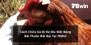 Cách Chữa Gà Bị Đá Mù Mắt 78win